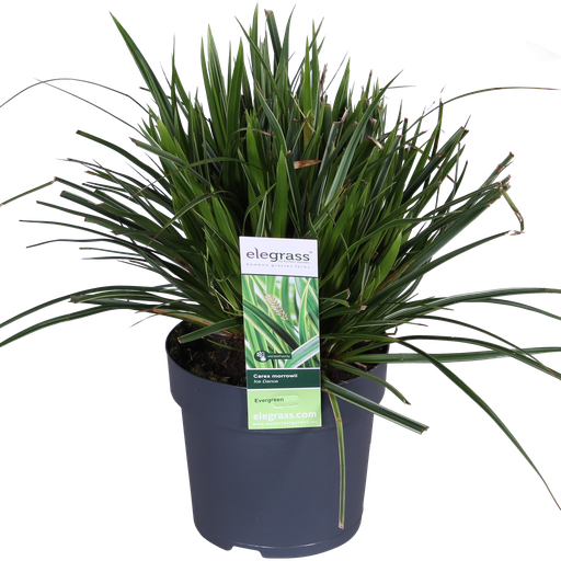 Carex morrowii Ice Dance