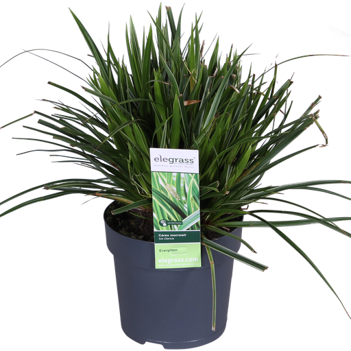 "Japan-Segge 'Ice Dance' (Carex morrowii) – winterhartes Ziergras, Topf-Ø 14 cm, Höhe ca. 14 cm image"