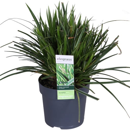 "Japan-Segge 'Ice Dance' (Carex morrowii) – winterhartes Ziergras, Topf-Ø 14 cm, Höhe ca. 14 cm image"