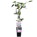 Clematis armandii Apple Blossom - ImmergrÃ¼ne Clematis Hellrosa - Ø15cm - ↕65cm