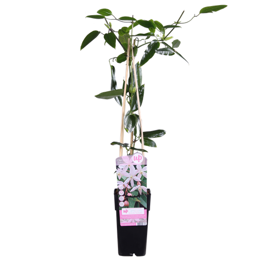 "Clematis armandii Apple Blossom - ImmergrÃ¼ne Clematis Hellrosa - Ø15cm - ↕65cm image"