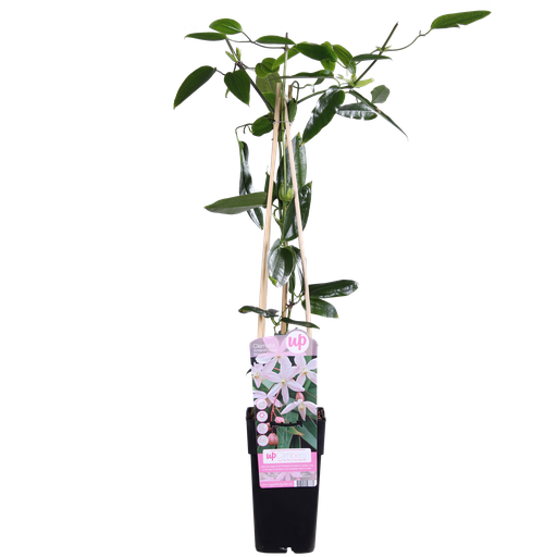 "Immergrüne Waldrebe (Clematis armandii) – winterharte Kletterpflanze, Topf-Ø 15 cm, Höhe ca. 65 cm image"