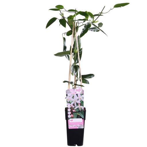 "Immergrüne Waldrebe (Clematis armandii) – winterharte Kletterpflanze, Topf-Ø 15 cm, Höhe ca. 65 cm image"