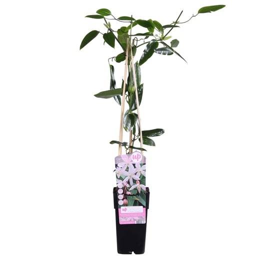 "Immergrüne Waldrebe 'Apple Blossom' (Clematis armandii) – winterharte Kletterpflanze, Topf-Ø 15 cm, Höhe ca. 65 cm image"