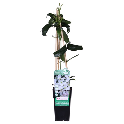 "Immergrüne Waldrebe (Clematis armandii) – winterharte Kletterpflanze, Topf-Ø 15 cm, Höhe ca. 65 cm image"