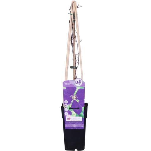 "Waldrebe (Clematis jackmanii) – winterharte Kletterpflanze, Topf-Ø 15 cm, Höhe ca. 65 cm image"