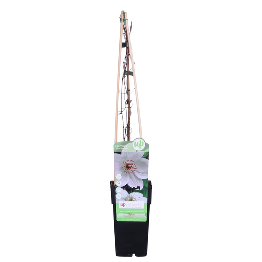 "Waldrebe (Clematis Miss) – winterharte Kletterpflanze, Topf-Ø 15 cm, Höhe ca. 65 cm image"