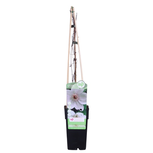 "Waldrebe 'Miss Bateman' (Clematis) – winterharte Kletterpflanze, Topf-Ø 15 cm, Höhe ca. 65 cm image"