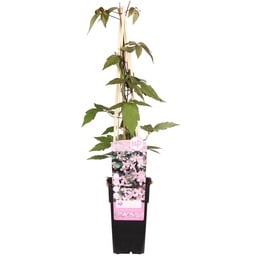 Berg-Waldrebe 'Duftender Frühling' (Clematis montana) – winterharte Kletterpflan