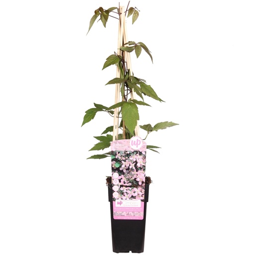 "Berg-Waldrebe 'Fragrant Spring' (Clematis montana) – winterharte Kletterpflanze, Topf-Ø 15 cm, Höhe ca. 65 cm image"
