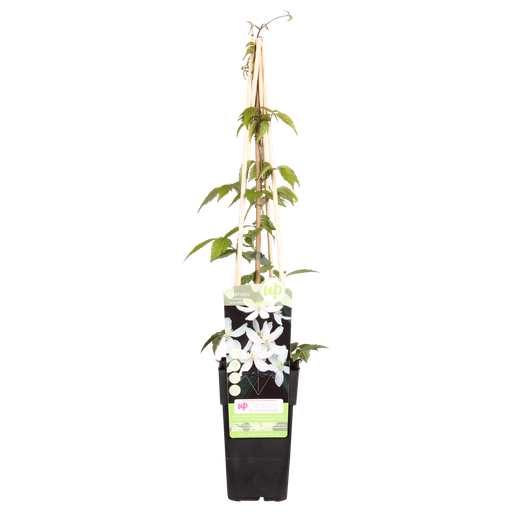 "Clematis Montana 'Grandiflora' - ↨65cm - Ø15 image"