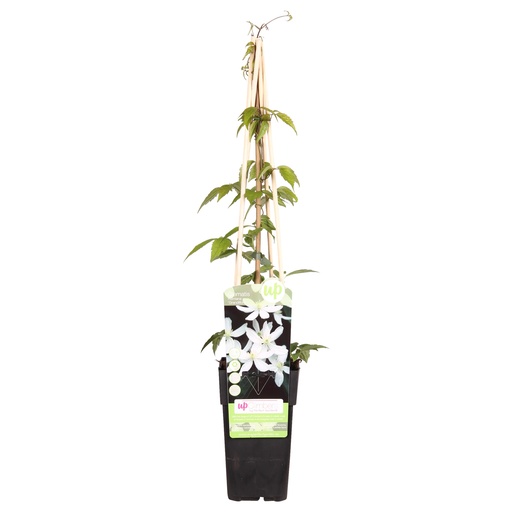 "Berg-Waldrebe 'Grandiflora' (Clematis montana) – winterharte Kletterpflanze, Höhe ca. 65 cm image"