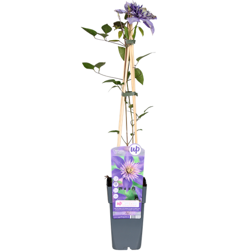 "Clematis Multi Blue - Clematis Blauw - Ø15cm - ↕65cm image"
