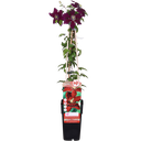 Clematis Niobe - ↨65cm - Ø15