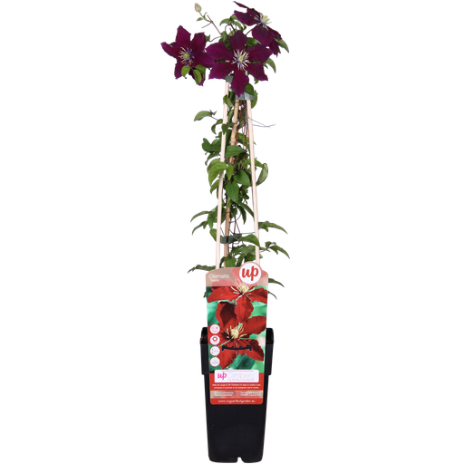 "Clematis Niobe - ↨65cm - Ø15 image"