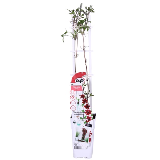 "Waldrebe 'Nubia' (Clematis) – winterharte Kletterpflanze, Topf-Ø 15 cm, Höhe ca. 65 cm image"