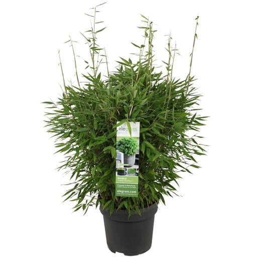 "Fargesia 'Moontears'® Boobux - Ø29cm - ↕70cm image"
