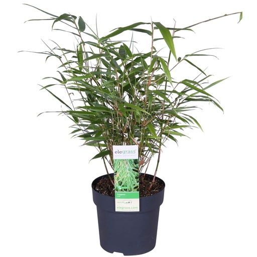 "Fargesia rufa - Ø29cm - ↕80cm - Ø14 - ↨40cm image"