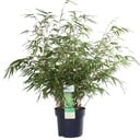 Fargesia rufa - Ø29cm - ↕80cm - Ø19 - ↨50-60cm