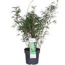 Fargesia rufa - Ø29cm - ↕80cm - Ø23 - ↨80cm