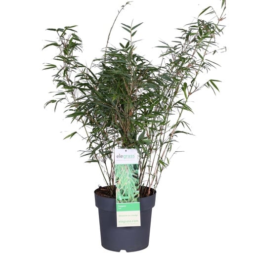 "Fargesia rufa - Ø29cm - ↕80cm - Ø23 - ↨80cm image"