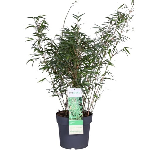 "Roter Bambus (Fargesia rufa) – winterharter Gartenbambus, Topf-Ø 23 cm, Höhe ca. 80 cm image"