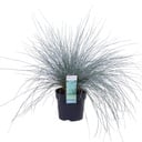 Festuca glauca Azura Blue - Ø14 - ↨30cm