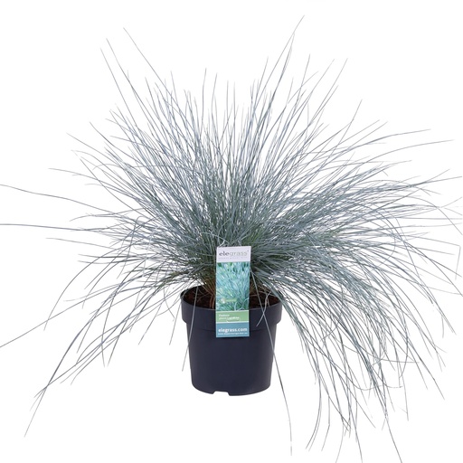"Blauschwingel (Festuca glauca) – winterhartes Ziergras, Höhe ca. 30 cm image"