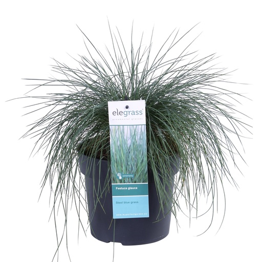 "Festuca glauca Azura Blue - Ø19 - ↨40cm image"