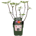 Ficus Gustissimo Perretta - Ø13 - ↨30cm