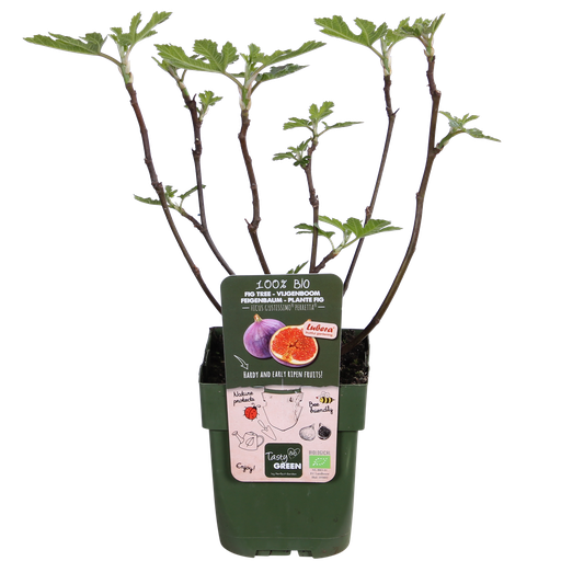 "Ficus Gustissimo Perretta - Ø13 - ↨30cm image"