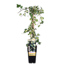 Efeu 'Dentata Variegata' - Ø15cm - ↕65cm