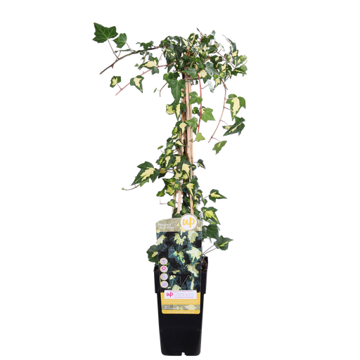"Efeu 'Dentata Variegata' - Ø15cm - ↕65cm image"