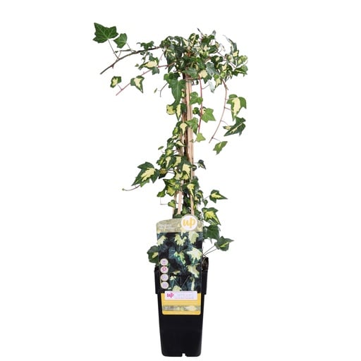 "Kaukasus-Efeu 'Dentata Variegata' (Hedera colchica) – winterharte Kletterpflanze, Topf-Ø 15 cm, Höhe ca. 65 cm image"