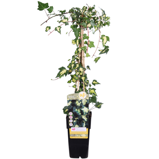 "Hedera helix 'Goldheart' - Ø15cm - ↕65cm image"