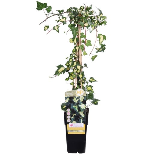 "Efeu 'Goldheart' (Hedera helix) – winterharte Kletterpflanze, Topf-Ø 15 cm, Höhe ca. 65 cm image"