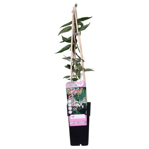 "Lonicera henryi - Ø15cm - ↕65cm image"