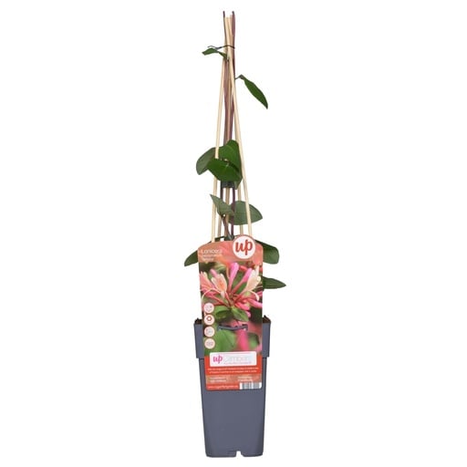 "Waldgeißblatt 'Belgica' (Lonicera periclymenum) – winterharte Kletterpflanze, Topf-Ø 15 cm, Höhe ca. 65 cm image"