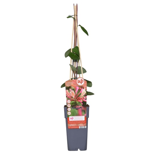 "Waldgeißblatt 'Belgica' (Lonicera periclymenum) – winterharte Kletterpflanze, Topf-Ø 15 cm, Höhe ca. 65 cm image"