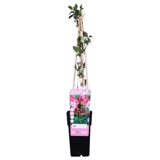 "Waldgeißblatt 'Serotina' (Lonicera periclymenum) – winterharte Kletterpflanze, Topf-Ø 15 cm, Höhe ca. 65 cm image"