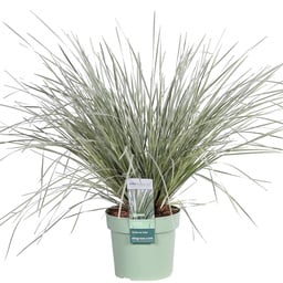 Australian grass lily 'White Sands' (Lomandra longifolia) – hardy ornamental gras