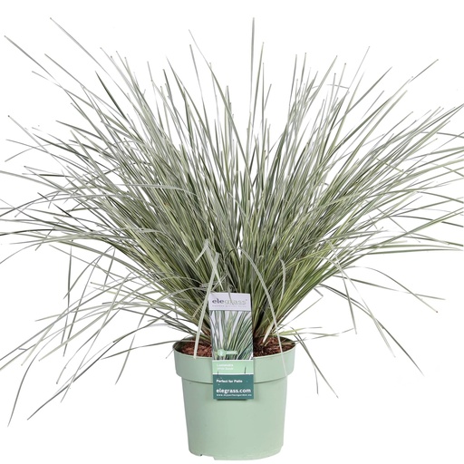 "Australische Graslilie 'White Sands' (Lomandra longifolia) – winterhartes Ziergras, Topf-Ø 19 cm, Höhe ca. 19 cm image"