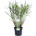 Miscanthus sinensis Strictus - Ø23cm - ↕60cm - Ø19 - ↨50cm