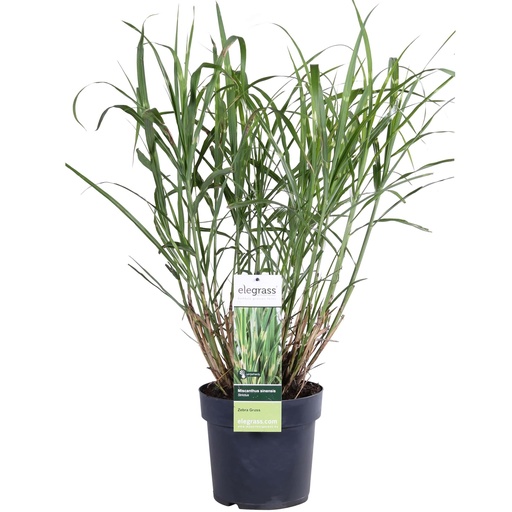 "Miscanthus sinensis Strictus - Ø23cm - ↕60cm - Ø19 - ↨50cm image"