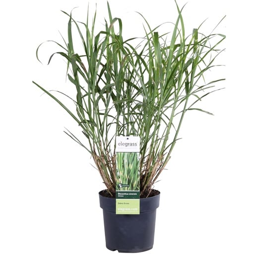 "Chinaschilf 'Strictus' (Miscanthus sinensis) – winterhartes Ziergras, Topf-Ø 19 cm, Höhe ca. 50 cm image"