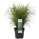 Chinaschilf 'Strictus' (Miscanthus sinensis) – winterhartes Ziergras, Topf-Ø 23 cm, Höhe ca. 60 cm