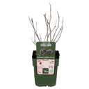 Morus nigra Mulle - Ø13cm - ↕45cm
