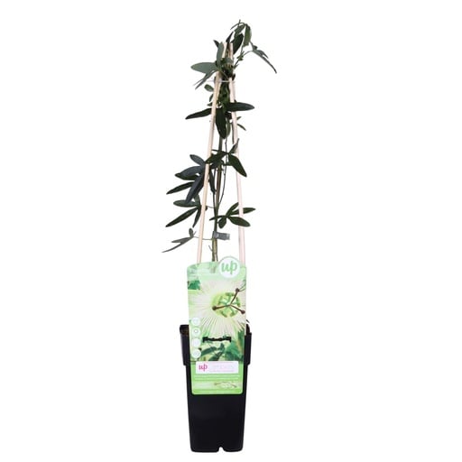 "Passionsblume 'Constance Elliot' (Passiflora caerulea) – winterharte Kletterpflanze, Topf-Ø 15 cm, Höhe ca. 65 cm image"