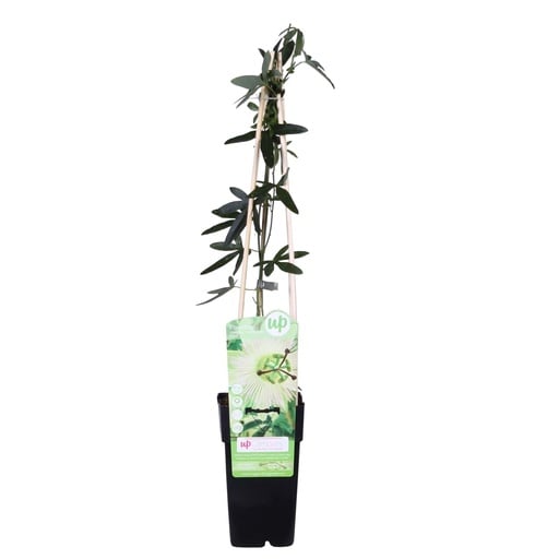 "Passionsblume 'Constance Elliot' (Passiflora caerulea) – winterharte Kletterpflanze, Topf-Ø 15 cm, Höhe ca. 65 cm image"