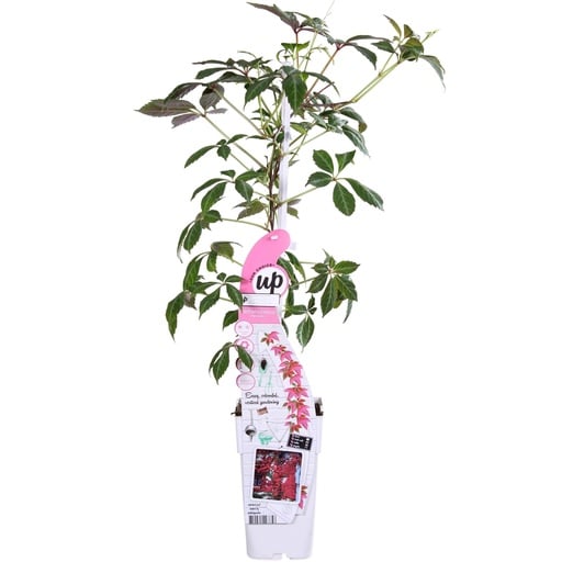 "Chinesische Jungfernrebe (Parthenocissus henryana) – winterharte Kletterpflanze, Topf-Ø 15 cm, Höhe ca. 65 cm image"